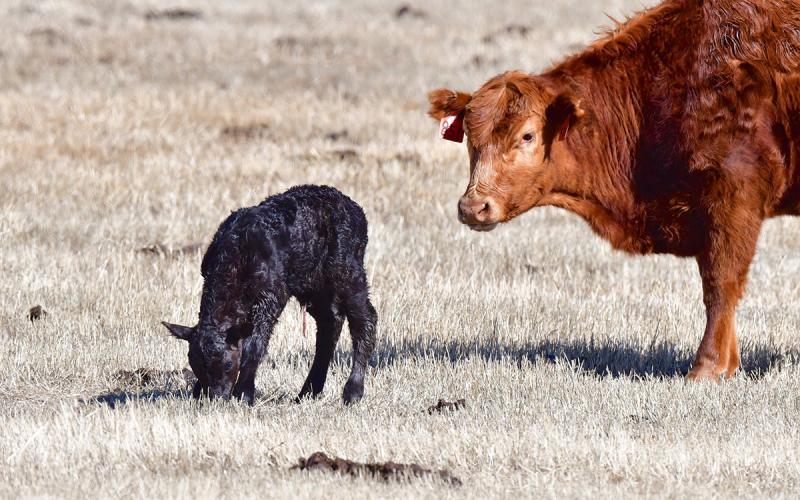 Cow with newborn calf in late-winter pasture.