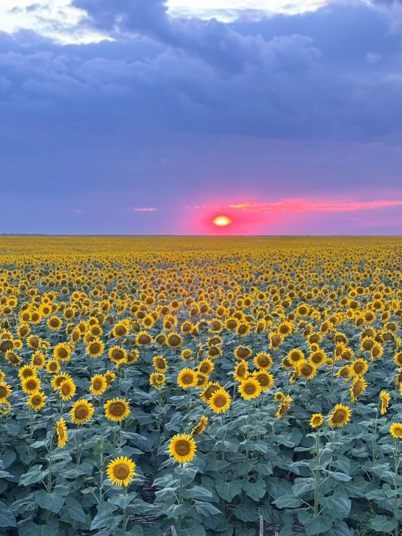 Bright yellow sunflowers in the foreground with a pink sunset behind them