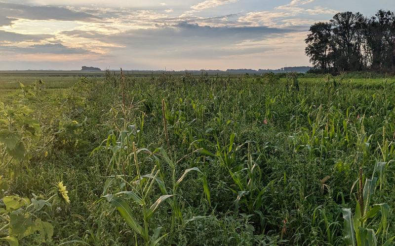 Rows of sweet corn growing among clover mulch in a research plot.