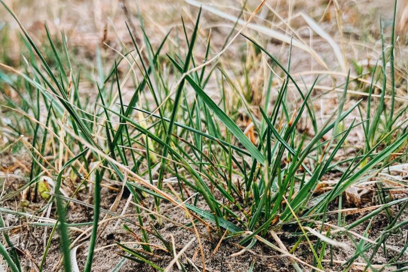 Patch of green grass growing in a pasture.