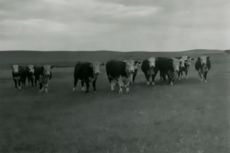 Group of Hereford cattle grazing a grassland area.