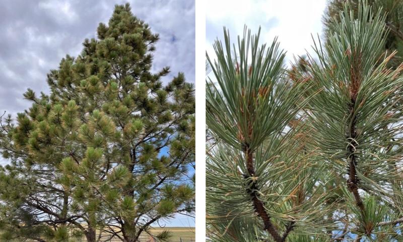 Left: Ponderosa pine tree growing on rangeland. Right: Long, skinny, green needles on Ponderosa pine branch.