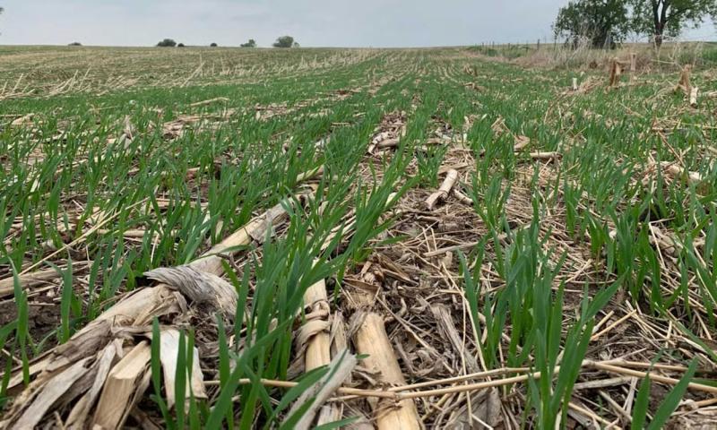 An oats field with numerous small rows of green, oat grass emerged throughout.
