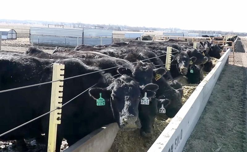 Black beef cattle at a feedbunk at an SDSU research facility.