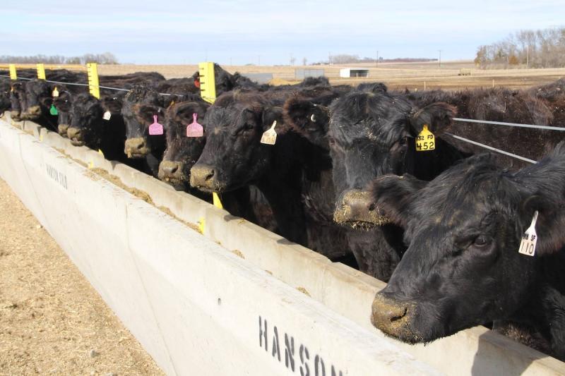 Row of black cattle lined up at a feed bunk.