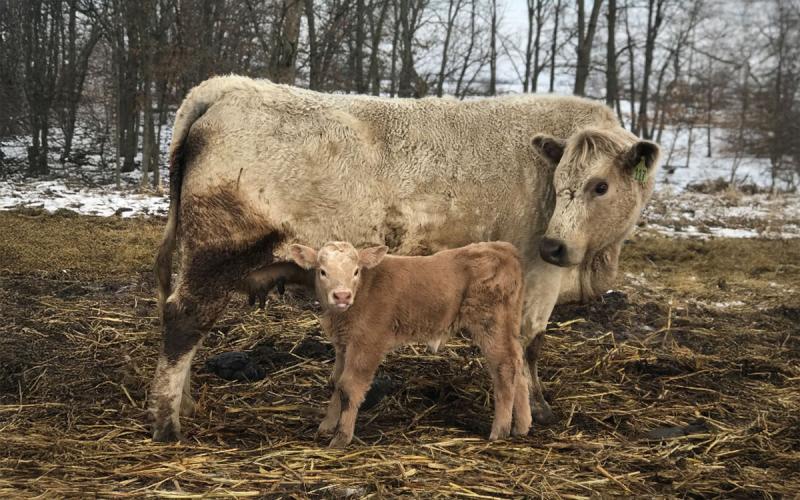 Cow with calf in winter pasture.