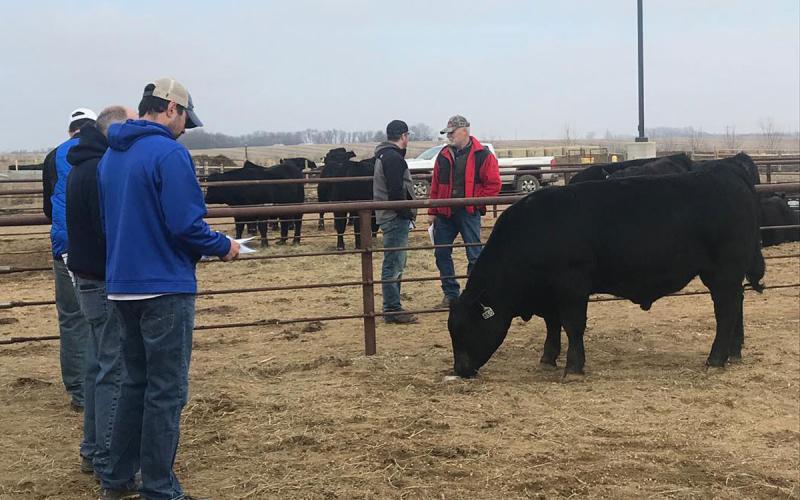 Group of producers gathered at a bull sale.