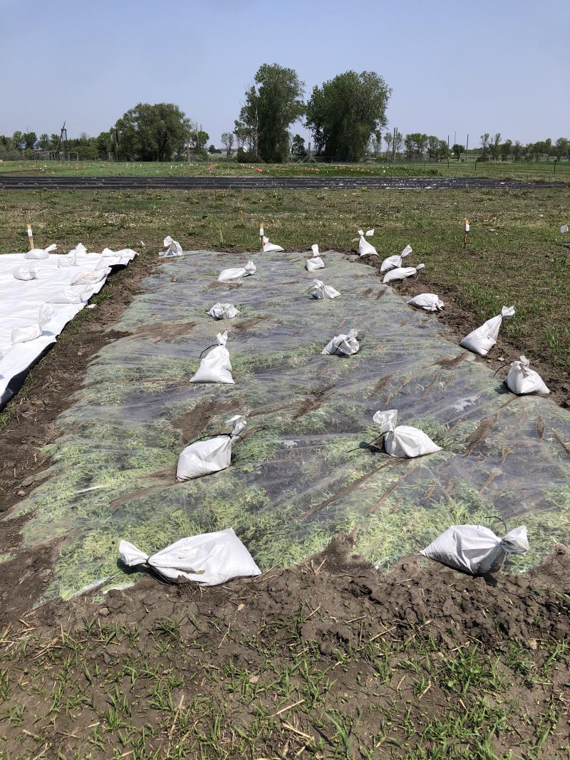 A clear tarp is seen on a research plot at the specialty crop field on SDSU’s campus in Brookings.