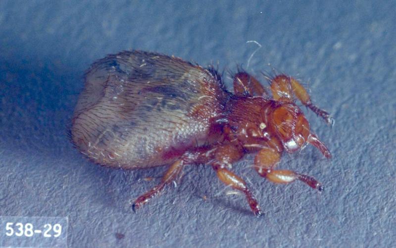 A hairy, wingless fly that is reddish-brown in color.