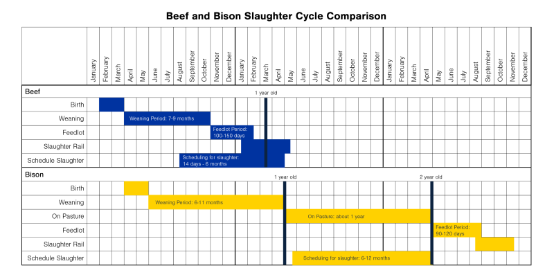 chart showing the comparison of the slaughter cycle between beef and bison