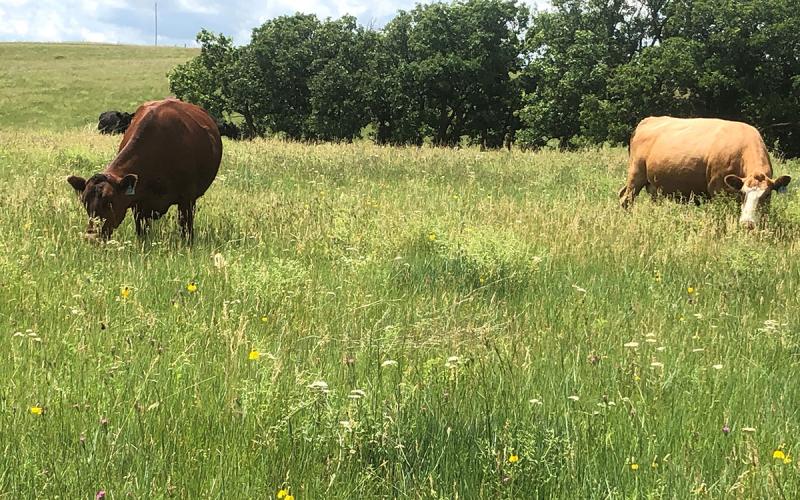 Two cows graze in a green pasture