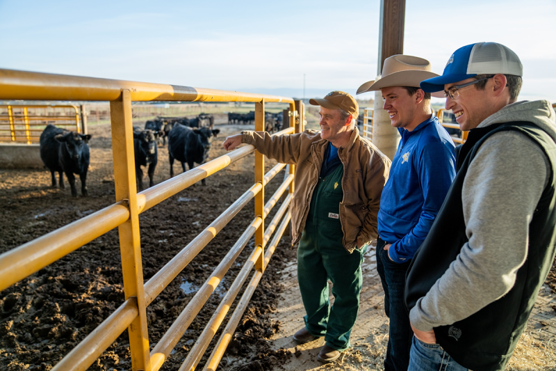 Russ Daly, Professor and SDSU Extension Veterinarian, examining young beef cattle in a pen with two students.