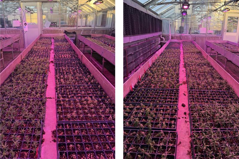 Greenhouse bench containing plants in potted substrate exhibiting death (brown plants) and survival (green plants) after herbicide treatment.