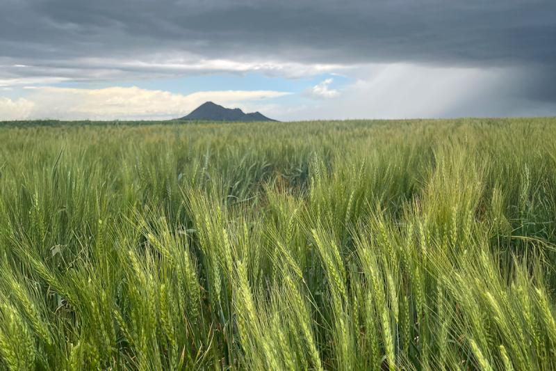 Wheat growing in a field with rain clouds in the distance.