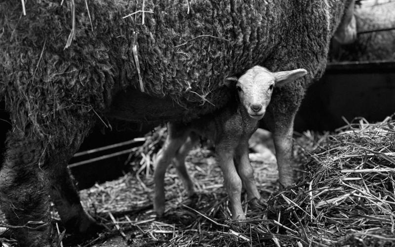 An ewe with its newborn lamb in a barn.