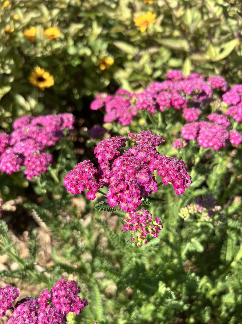 A close-up of a bunch of small burgundy flower blossoms