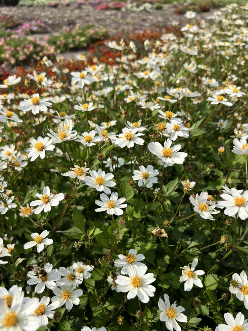 A grove of white flowers with yellow centers