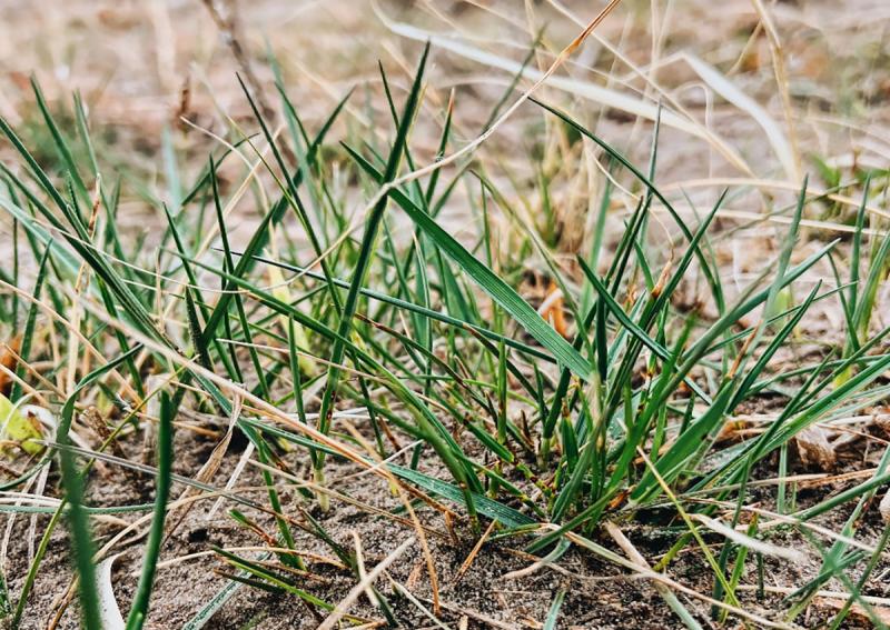 Patch of green grass growing in a pasture.