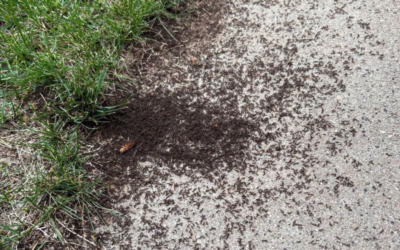 Ants on a sidewalk next to some green grass.