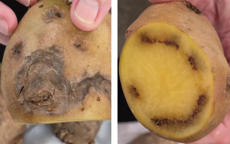 External and internal ring rot symptoms on two potato samples.