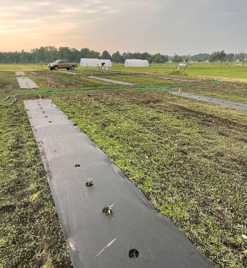 Horticulture research plot with rows of tarp-covered crops and living mulch between them.