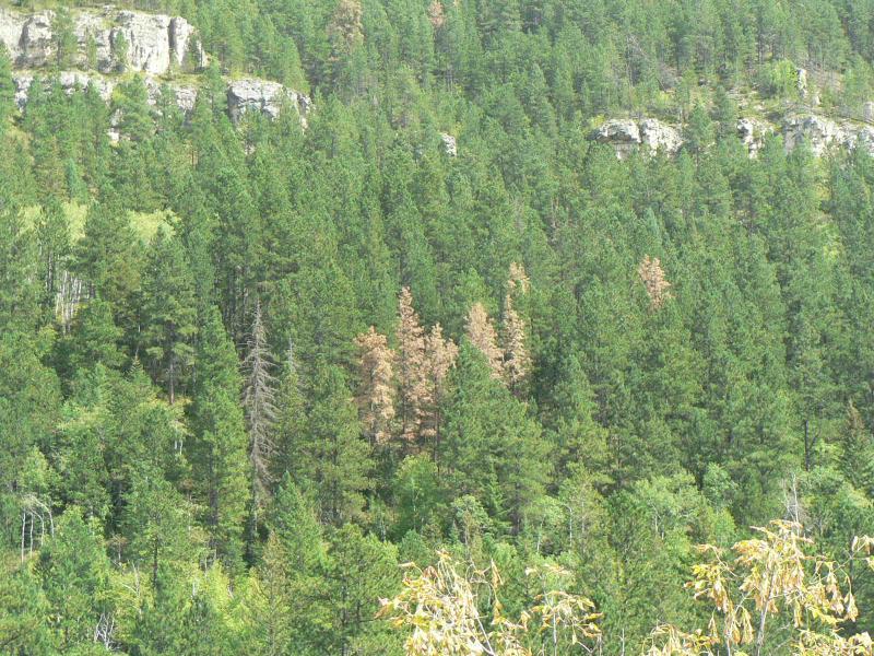 section of brown pine trees damaged by pine beetles surrounded by green, healthy pine trees and rock formations