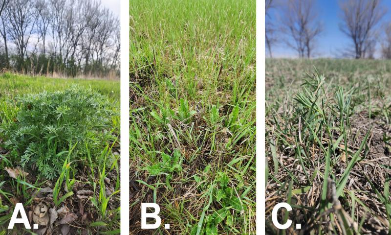 Young absinth wormwood, Canada thistle, and leafy spurge plants emerging.