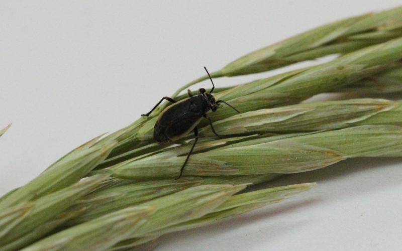 A small black bug with tan margins on its wings resting on a grass seed head.