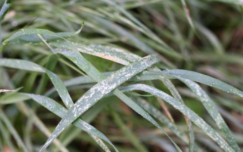Green grass with white spots on the leaves.