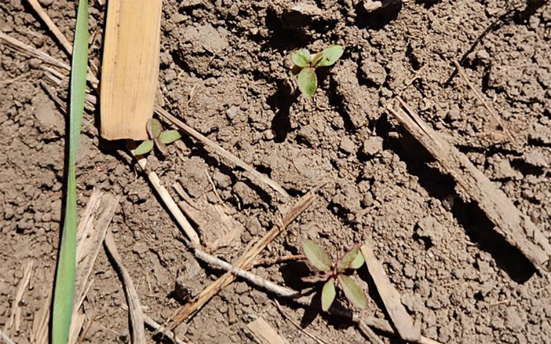 Picture of mostly brown soil with two, small, faintly green plants near the center.