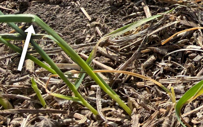 Green wheat plants with some cut just above the soil surface.