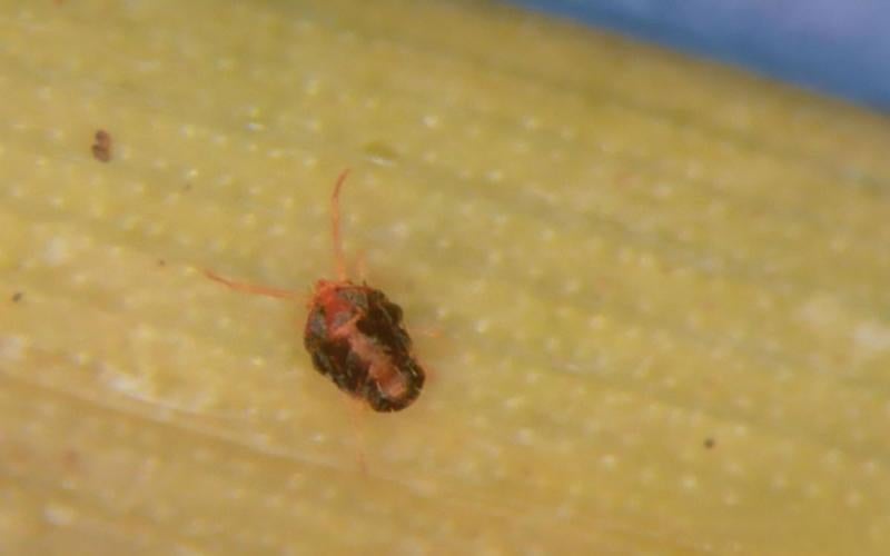 Magnified image of a brown wheat mite adult on a blade of wheat grass.