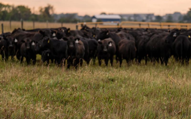 Herd of black beef cattle grazing summer pasture.