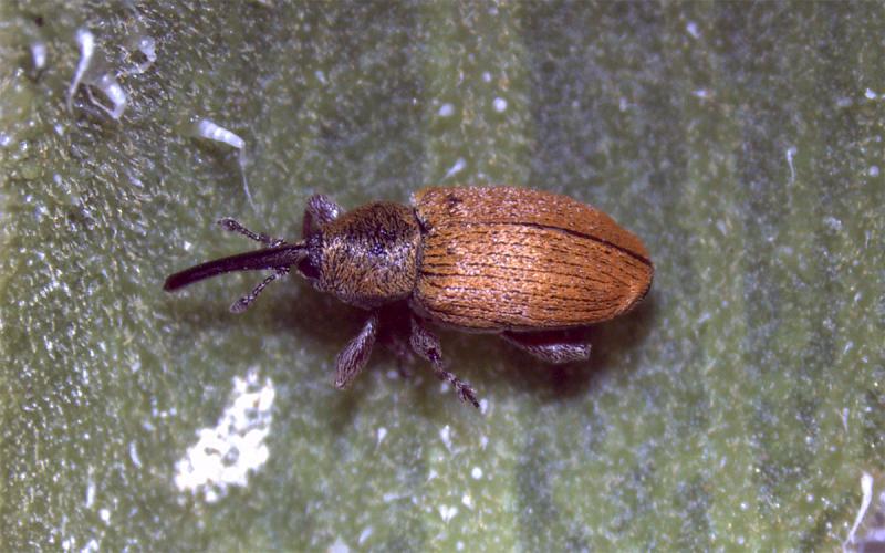 Small beetle with elongated black snout. Beetle is red-orange in color.
