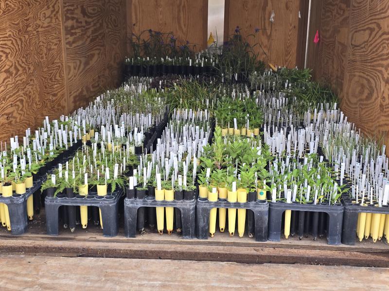 Rows of starter plants in containers