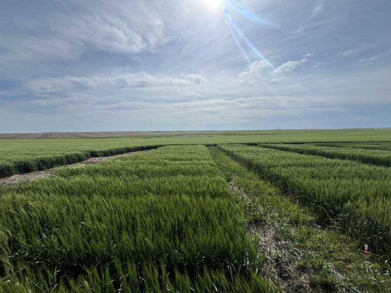 A field of spring wheat, still green