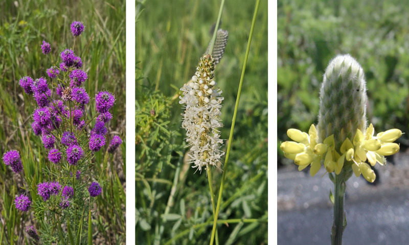 Plant profiles of purple prairie clover, white prairie clover, and golden prairie clover.