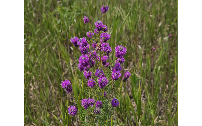 A clump of purple, thimble-shaped flowers tipped with golden pollen with green grass in the background.
