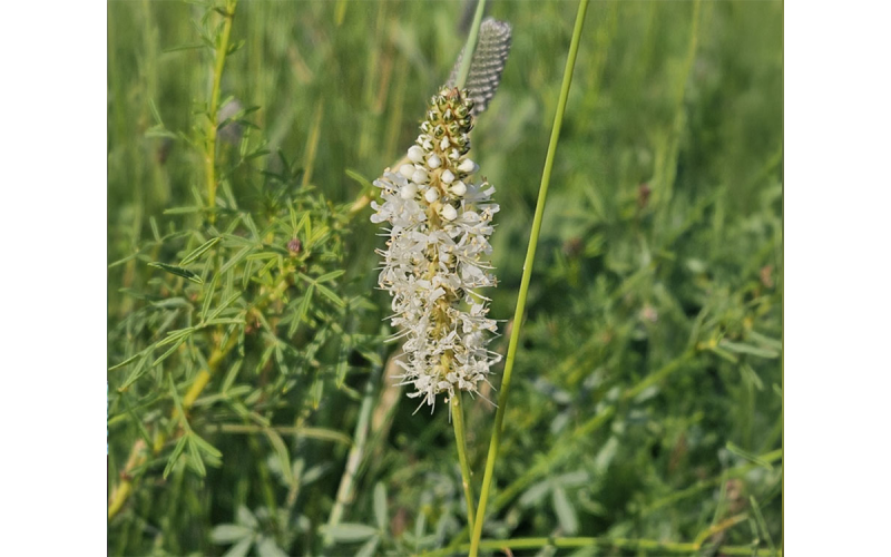 Grass and foliage in the background with a prominent white flower spike containing florets and unopened buds in the foreground.