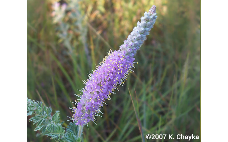 Light lavender flower spike with floret blooms beginning at the lower half of the spike and unopened buds on the top half of the spike.