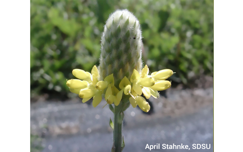 A cone-shaped flower with small yellow petals on a green stem with green foliage in the background.