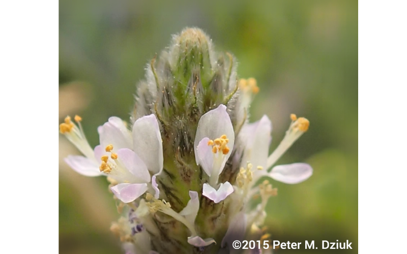 The tip of a flower spike with small, whiteish-pink petals.