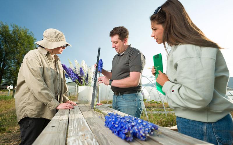 Extension expert and graduate students evaluating delphiniums on an outdoor table.