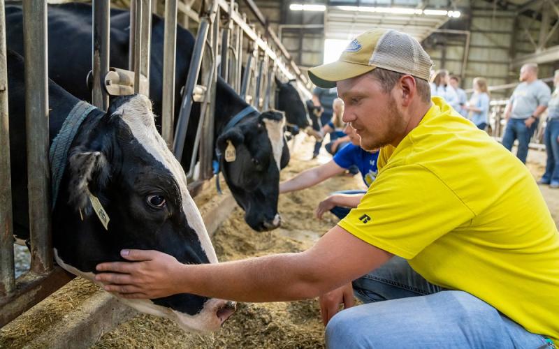 Young producer petting a Holstein cow at a dairy facility.