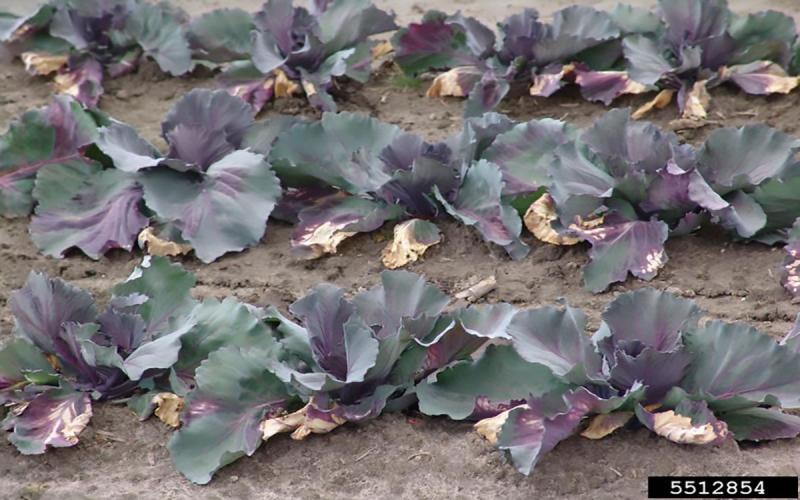 Rows of cabbage plants with noticeable freeze damage throughout.