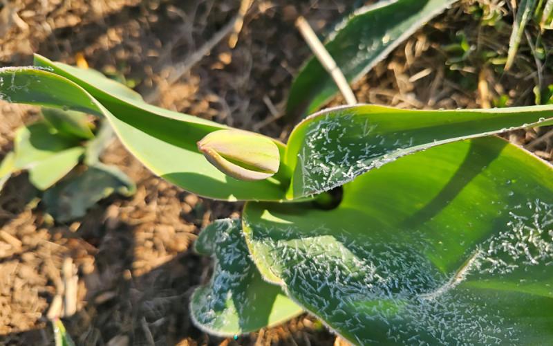 Tulip plant with ice crystals on foliage due to frost.