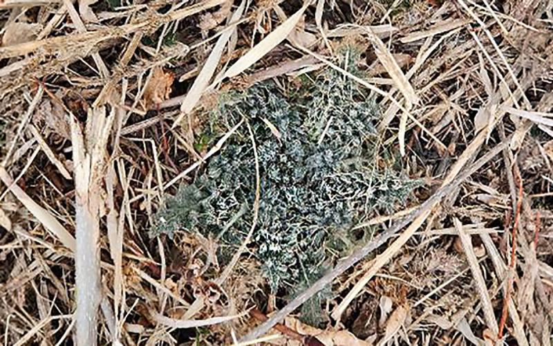 A dark green plant surrounded by tan plant residue.
