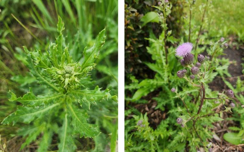 A purple, pre-budding flower of a Canada thistle.