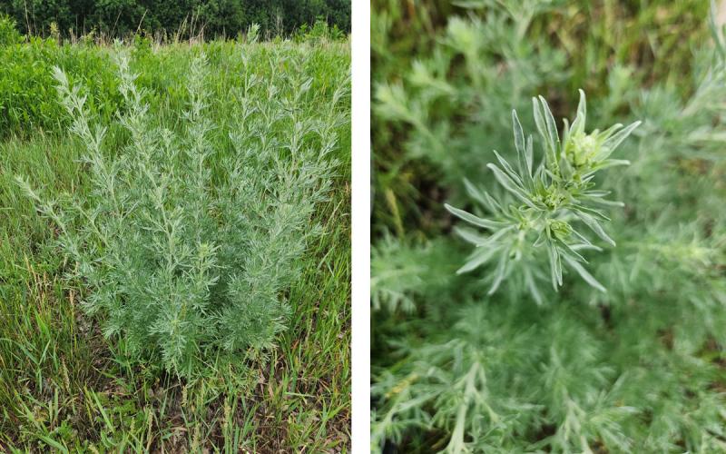 The left photo shows the white-gray hue of a mature absinth wormwood plant. The right photo shows a mixture of various green, noxious weeds with some yellow and purple flowers throughout.