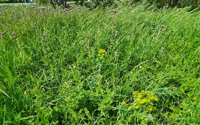 Multiple weed species growing in a grassy area.